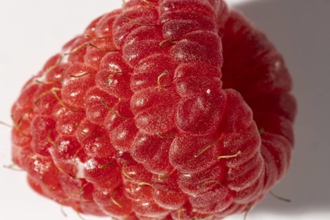Close-up of a juicy red raspberry