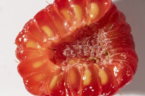 Sliced raspberry with visible seeds and juicy texture, macro image