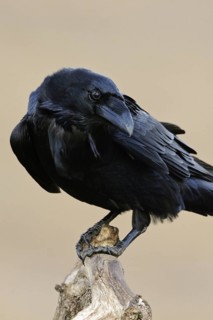 Odin's bird... Raven (Corvus corax), largest native songbird, curious and intelligent, typical