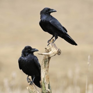 In a double pack... Raven (Corvus corax), sitting exposed in the reeds, in natural surroundings in