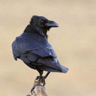 Raven (Corvus corax), clear, detailed shot of a raven on its exposed perch on a dead, dead tree,
