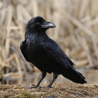 Raven (Corvus corax) sitting in the reeds on the ground on last year's dry grass, looking around,