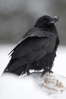 Hans Huckebein... Raven (Corvus corax) in the snow, largest native raven, raven-black with large