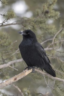Snow on the beak... Raven (Corvus corax) in winter, largest corvid and largest songbird in the