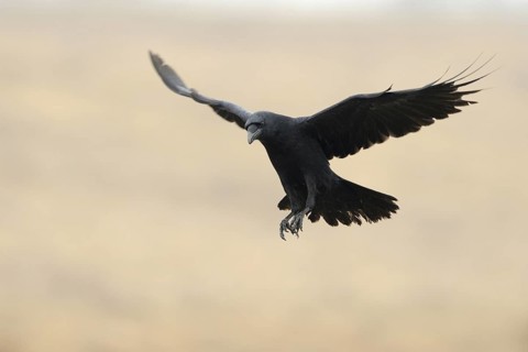 On the approach... Common raven (Corvus corax) with its wings spread wide, Europe's largest raven