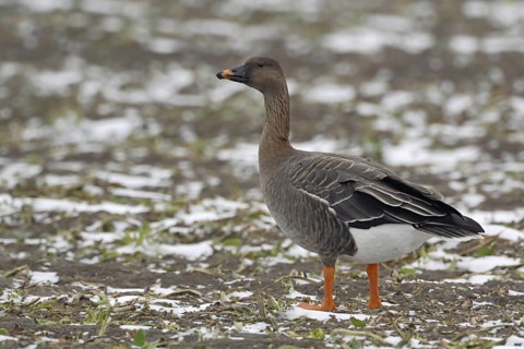 Chocolate brown head, orange beak band... Bean goose (Anser fabalis), wild goose, breeds in