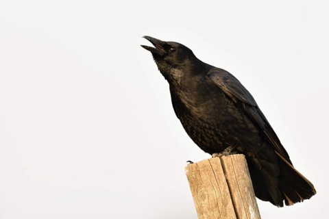 Cawing loudly... Raven crow (Corvus corone), also called carrion crow, hoarsely calling, sitting on