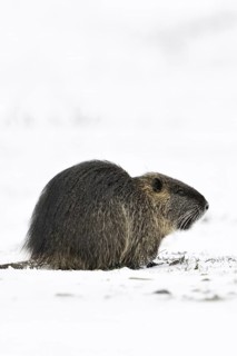 Nutria (Myocastor coypus) in winter, sitting on a snow-covered field, nutria originate from South