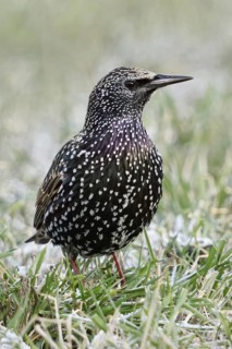 Starling (Sturnus vulgaris) in winter, sitting, standing in a meadow, in frosty grass, remnants of