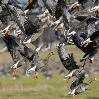 Departure... White-fronted geese (Anser albifrons), arctic wild geese, winter in large numbers in