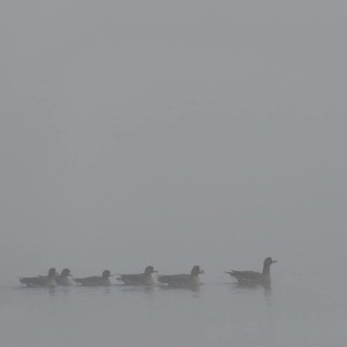 Dreariness... White-fronted geese (Anser albifrons) swimming on a foggy day in winter (cloudy