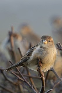 Hedge bird... House sparrow (Passer domesticus), sparrow, house sparrow in winter on a hedge,