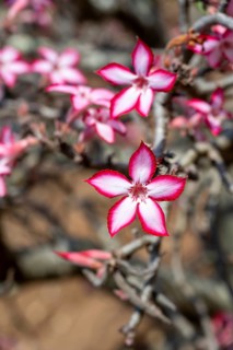 Multiflorous desert rose (Adenium multiflorum) also known as Sabi star, many pinkish white flowers,