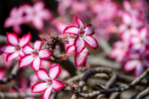 Multiflorous desert rose (Adenium multiflorum) also known as Sabi star, many pinkish white flowers,