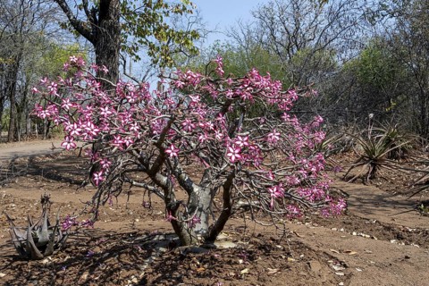 Tree of the many-flowered desert rose (Adenium multiflorum) also known as Sabi Stern, with many