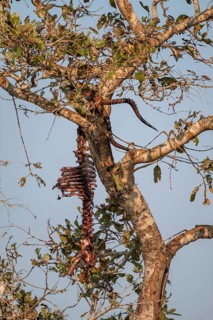 Skeleton of a dead eaten impala (Aepyceros melampus) hunted by a leopard hanging in a tree, Kruger