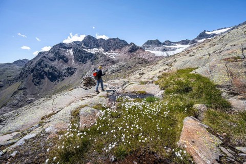 Mountaineer on hiking trail, rocky mountain landscape with cotton grass, behind Königshofspitz,