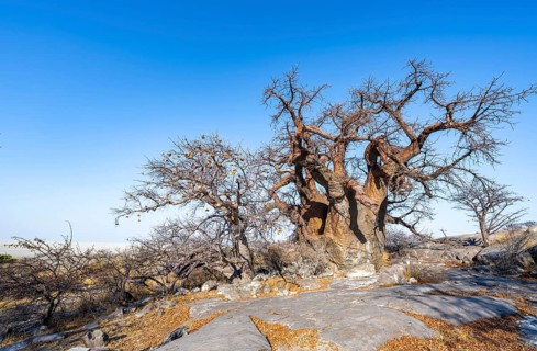 African baobab or baobab tree (Adansonia digitata), several trees, Kubu Island (Lekubu), Sowa Pan,