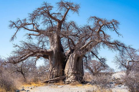 African baobab or baobab tree (Adansonia digitata), Kubu Island (Lekubu), Sowa Pan, Makgadikgadi