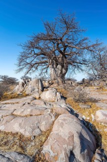 African baobab or baobab tree (Adansonia digitata), between round rocks, Kubu Island (Lekubu), Sowa