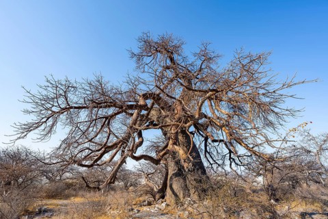 Large baobab tree, African baobab or baobab tree (Adansonia digitata), Kubu Island (Lekubu), Sowa