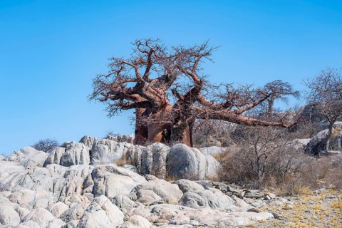 African baobab or baobab tree (Adansonia digitata), between round rocks, Kubu Island (Lekubu), Sowa