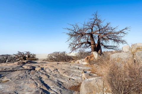 African baobab or baobab tree (Adansonia digitata), several trees overlooking the salt pan, Kubu