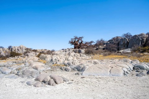 African baobab or baobab tree (Adansonia digitata), round rocks at the salt pan, Kubu Island