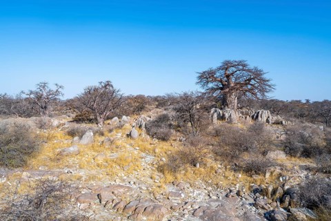 African baobab or baobab tree (Adansonia digitata), several trees on Kubu Island (Lekubu), Sowa