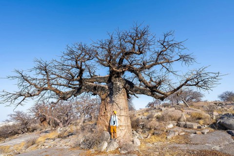 Tourist standing in front of a large baobab, African baobab or baobab tree (Adansonia digitata),