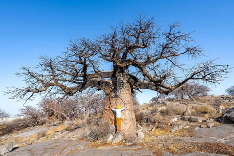 Tourist hugging a large baobab, African baobab or baobab tree (Adansonia digitata), Kubu Island