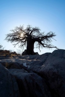 African baobab or baobab tree (Adansonia digitata), large tree backlit by sunlight, Kubu Island