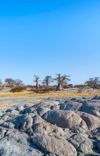 African baobab or baobab tree (Adansonia digitata), several trees, Kubu Island (Lekubu), Sowa Pan,