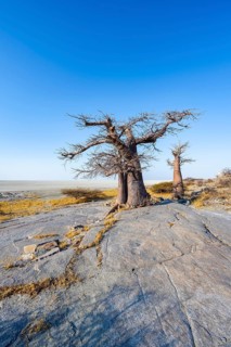 African baobab or baobab tree (Adansonia digitata), several trees overlooking the salt pan, Kubu