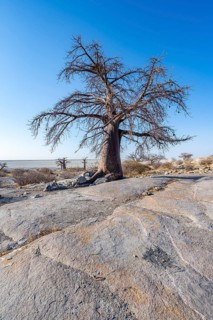 African baobab or baobab tree (Adansonia digitata), overlooking the salt pan, Kubu Island (Lekubu),
