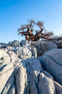 African baobab or baobab tree (Adansonia digitata), baobab between round rocks, Kubu Island