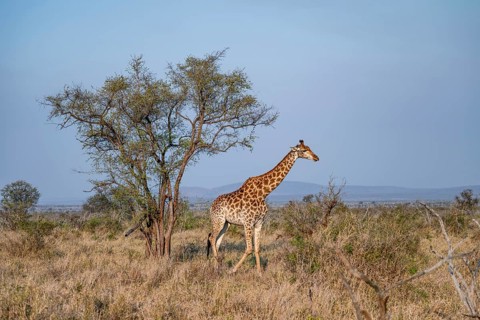 Cape giraffe (Giraffa giraffa giraffa) in the savannah, Kruger National Park, South Africa