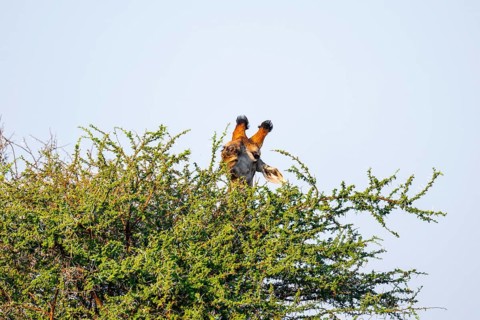 Cape giraffe (Giraffa giraffa giraffa) eating leaves of an acacia tree, animal portrait, Kruger