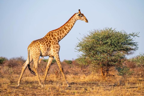 Cape giraffe (Giraffa giraffa giraffa) in the savannah in the evening light, Kruger National Park,