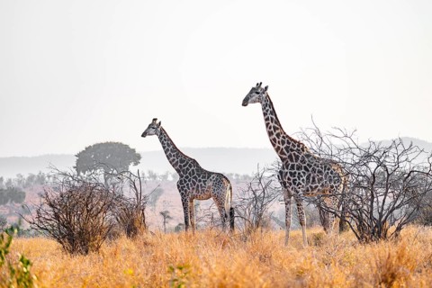 Cape giraffe (Giraffa giraffa giraffa) two animals in the savannah, Kruger National Park, South