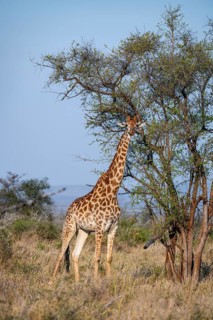 Cape giraffe (Giraffa giraffa giraffa) in the savannah, Kruger National Park, South Africa