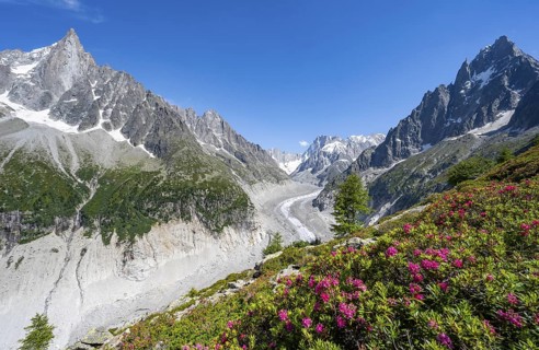 Picturesque mountain landscape with blooming alpine roses, imposing mountain peaks and glaciers,