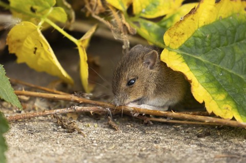 Brown rat (Rattus norvegicus) juvenile baby rodent animal feeding by an urban building, England,