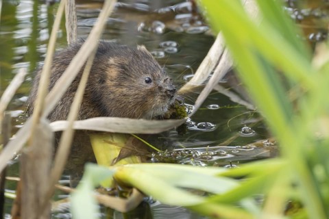 Water vole (Arvicola amphibius) adult rodent animal feeding on pond weed in a reedbed in summer,