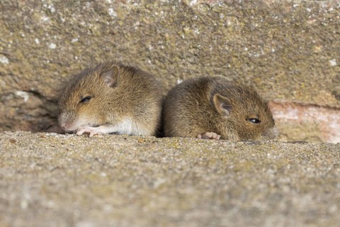 Brown rat (Rattus norvegicus) juvenile baby rodent animal resting by a hole in an urban building,