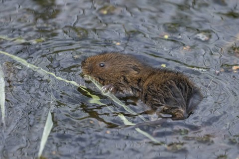 Water vole (Arvicola amphibius) adult rodent animal swimming in a pond in summer, Suffolk, England,