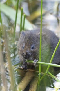 Water vole (Arvicola amphibius) adult rodent animal feeding amongst reeds in a pond in summer,