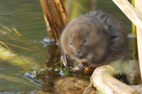 Water vole (Arvicola amphibius) adult rodent animal shaking its head while feeding on pond weed in