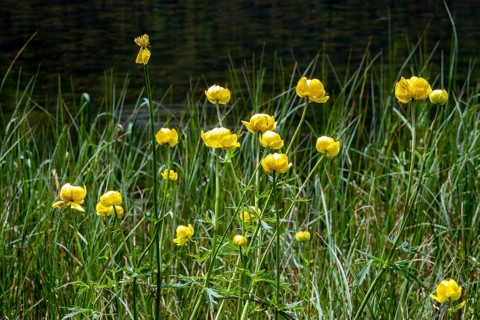 European Trollflower (Trollius europaeus), Oberstdorf, OberallgÃ¤u, AllgÃ¤u, Bavaria, Germany