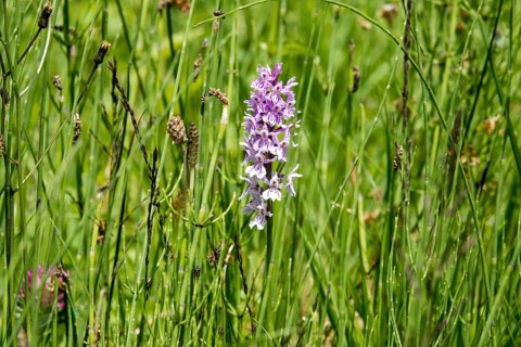 Moorland spotted orchid (Dactylorhiza maculata), also known as spotted fingerwort, Oberstdorf,